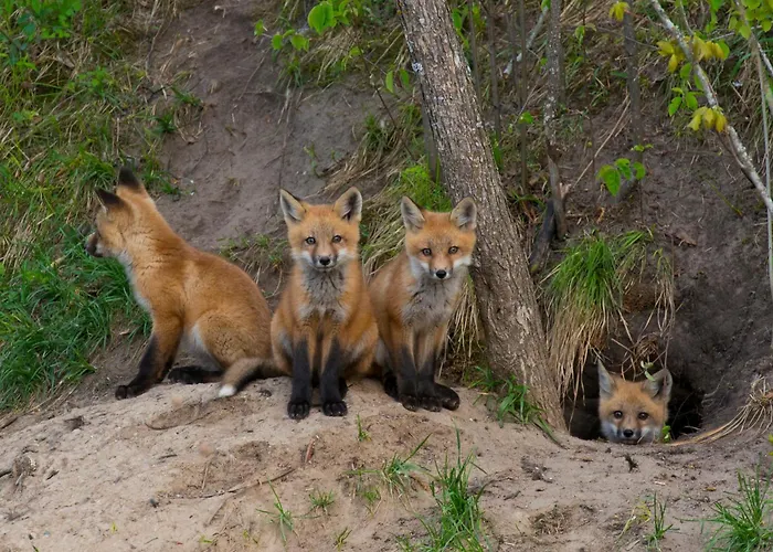 Inspektorhaus-behlendorf * Steinhofel